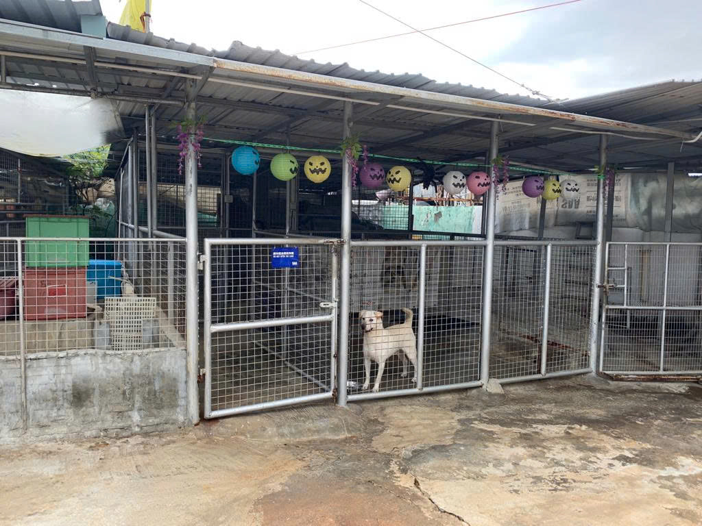 LMCHING membiayai dan menyokong tempat perlindungan haiwan dan organisasi penyelamat